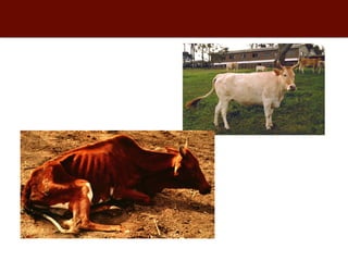 Biosciences research at the International Livestock Research Institute (ILRI)