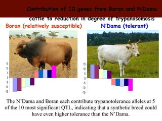 Biosciences research at the International Livestock Research Institute (ILRI)