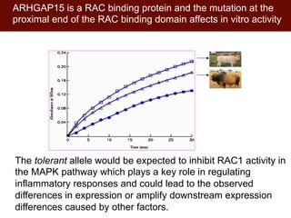 Biosciences research at the International Livestock Research Institute (ILRI)