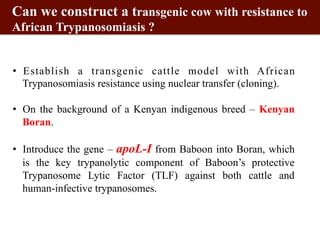 Biosciences research at the International Livestock Research Institute (ILRI)