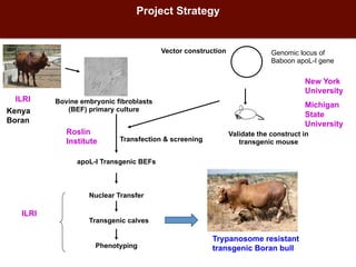 Biosciences research at the International Livestock Research Institute (ILRI)