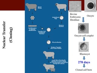 Biosciences research at the International Livestock Research Institute (ILRI)