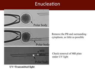 Biosciences research at the International Livestock Research Institute (ILRI)