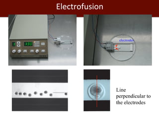 Biosciences research at the International Livestock Research Institute (ILRI)