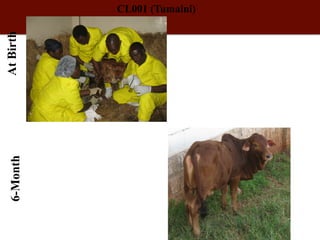 Biosciences research at the International Livestock Research Institute (ILRI)