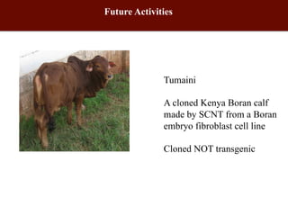 Biosciences research at the International Livestock Research Institute (ILRI)