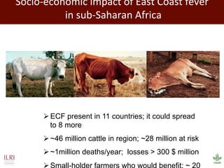 Biosciences research at the International Livestock Research Institute (ILRI)