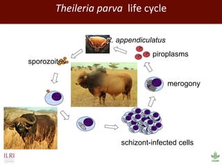 Biosciences research at the International Livestock Research Institute (ILRI)