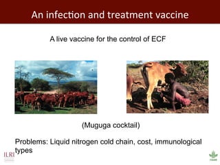 Biosciences research at the International Livestock Research Institute (ILRI)