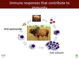 Biosciences research at the International Livestock Research Institute (ILRI)