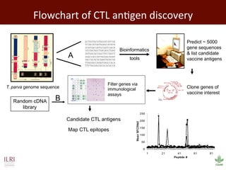 Biosciences research at the International Livestock Research Institute (ILRI)