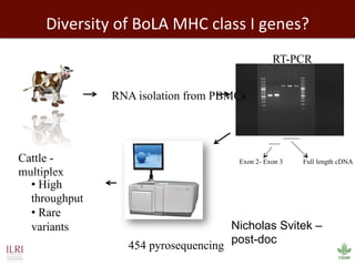 Biosciences research at the International Livestock Research Institute (ILRI)