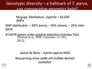 Biosciences research at the International Livestock Research Institute (ILRI)