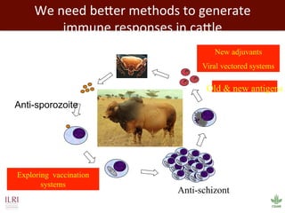 Biosciences research at the International Livestock Research Institute (ILRI)