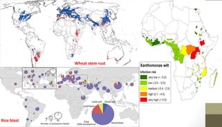 Wheat stem rust
Rice blast
 