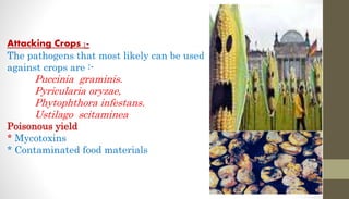 Attacking Crops :-
The pathogens that most likely can be used
against crops are :-
Puccinia graminis.
Pyricularia oryzae,
Phytophthora infestans.
Ustilago scitaminea
Poisonous yield
* Mycotoxins
* Contaminated food materials
 