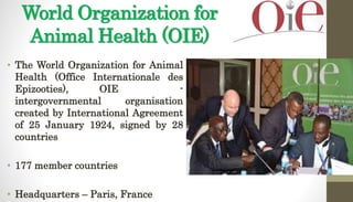 World Organization for
Animal Health (OIE)
• The World Organization for Animal
Health (Office Internationale des
Epizooties), OIE -
intergovernmental organisation
created by International Agreement
of 25 January 1924, signed by 28
countries
• 177 member countries
• Headquarters – Paris, France
 