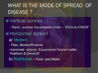 WHAT IS THE MODE OF SPREAD OF
DISEASE ?
 Vertical spread :
-Trans - ovarian transmission From – “EGG-to-CHICK”
 Horizont...