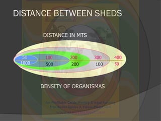 DISTANCE BETWEEN SHEDS
500
200
200
300
100
400
1000
DENSITY OF ORGANISMAS
DISTANCE IN MTS
10050
 