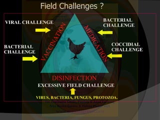 DISINFECTION
VIRAL CHALLENGE
BACTERIAL
CHALLENGE
BACTERIAL
CHALLENGE
COCCIDIAL
CHALLENGE
EXCESSIVE FIELD CHALLENGE
VIRUS, ...