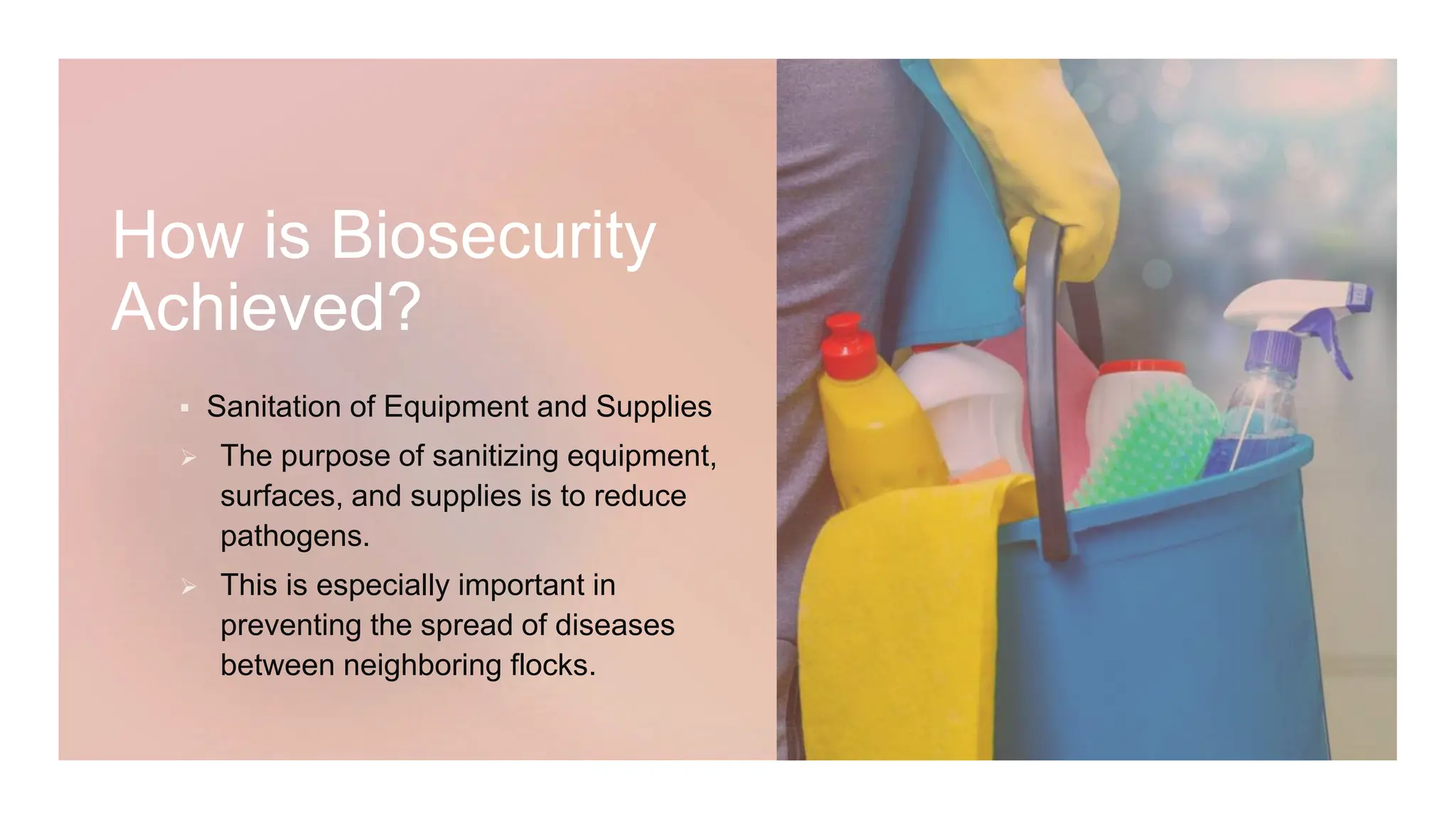 Biosecurity Measure for Poultry farm PPT | PPTX