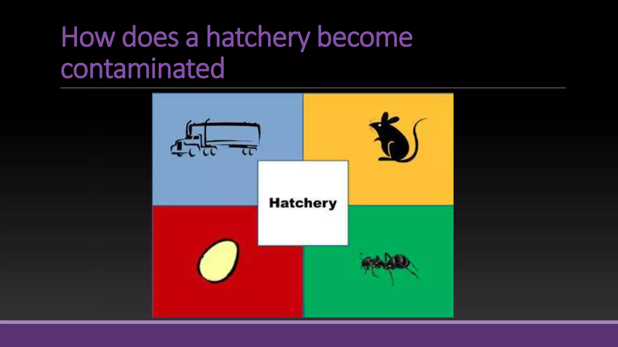 How does a hatchery become
contaminated
 