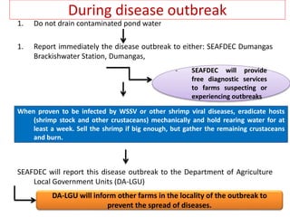 During disease outbreak
1. Do not drain contaminated pond water
1. Report immediately the disease outbreak to either: SEAFDEC Dumangas
Brackishwater Station, Dumangas,
SEAFDEC will report this disease outbreak to the Department of Agriculture
Local Government Units (DA-LGU)
- SEAFDEC will provide
free diagnostic services
to farms suspecting or
experiencing outbreaks
When proven to be infected by WSSV or other shrimp viral diseases, eradicate hosts
(shrimp stock and other crustaceans) mechanically and hold rearing water for at
least a week. Sell the shrimp if big enough, but gather the remaining crustaceans
and burn.
DA-LGU will inform other farms in the locality of the outbreak to
prevent the spread of diseases.
 