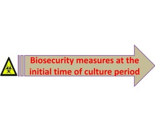Biosecurity measures at the
initial time of culture period
 