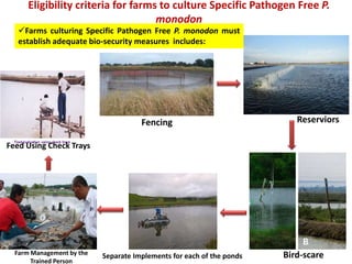 Eligibility criteria for farms to culture Specific Pathogen Free P.
monodon
Farms culturing Specific Pathogen Free P. monodon must
establish adequate bio-security measures includes:
Fencing Reserviors
Bird-scare
Separate Implements for each of the ponds
Farm Management by the
Trained Person
Feed Using Check Trays
 