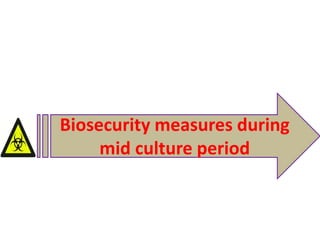 Biosecurity measures during
mid culture period
 