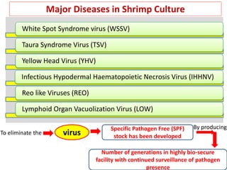 Major Diseases in Shrimp Culture
To eliminate the
White Spot Syndrome virus (WSSV)
Taura Syndrome Virus (TSV)
Yellow Head Virus (YHV)
Infectious Hypodermal Haematopoietic Necrosis Virus (IHHNV)
Reo like Viruses (REO)
Lymphoid Organ Vacuolization Virus (LOW)
virus
Specific Pathogen Free (SPF)
stock has been developed
Number of generations in highly bio-secure
facility with continued surveillance of pathogen
presence
By producing
 