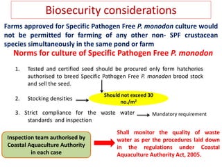 Biosecurity considerations
Norms for culture of Specific Pathogen Free P. monodon
1. Tested and certified seed should be procured only form hatcheries
authorised to breed Specific Pathogen Free P. monodon brood stock
and sell the seed.
2. Stocking densities
Farms approved for Specific Pathogen Free P. monodon culture would
not be permitted for farming of any other non- SPF crustacean
species simultaneously in the same pond or farm
Should not exceed 30
no./m2
Mandatory requirement
Inspection team authorised by
Coastal Aquaculture Authority
in each case
3. Strict compliance for the waste water
standards and inspection
Shall monitor the quality of waste
water as per the procedures laid down
in the regulations under Coastal
Aquaculture Authority Act, 2005.
 