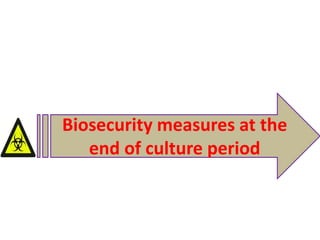 Biosecurity measures at the
end of culture period
 
