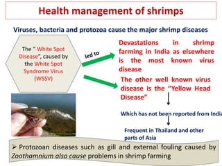 Health management of shrimps
 Protozoan diseases such as gill and external fouling caused by
Zoothamnium also cause problems in shrimp farming
Viruses, bacteria and protozoa cause the major shrimp diseases
The “ White Spot
Disease”, caused by
the White Spot
Syndrome Virus
(WSSV)
Devastations in shrimp
farming in India as elsewhere
is the most known virus
disease
The other well known virus
disease is the “Yellow Head
Disease”
Which has not been reported from India
Frequent in Thailand and other
parts of Asia
 