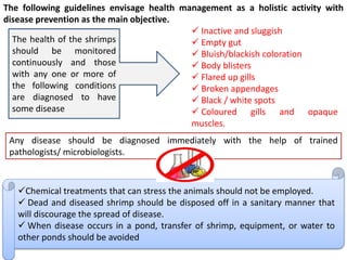 The following guidelines envisage health management as a holistic activity with
disease prevention as the main objective.
 Inactive and sluggish
 Empty gut
 Bluish/blackish coloration
 Body blisters
 Flared up gills
 Broken appendages
 Black / white spots
 Coloured gills and opaque
muscles.
The health of the shrimps
should be monitored
continuously and those
with any one or more of
the following conditions
are diagnosed to have
some disease
Any disease should be diagnosed immediately with the help of trained
pathologists/ microbiologists.
Chemical treatments that can stress the animals should not be employed.
 Dead and diseased shrimp should be disposed off in a sanitary manner that
will discourage the spread of disease.
 When disease occurs in a pond, transfer of shrimp, equipment, or water to
other ponds should be avoided
 