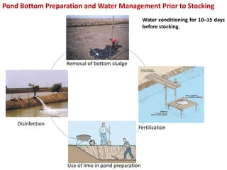 Use of lime in pond preparation
Removal of bottom sludge
Fertilization
Pond Bottom Preparation and Water Management Prior to Stocking
Water conditioning for 10–15 days
before stocking.
Disinfection
 