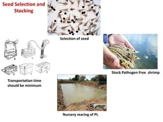 Stock Pathogen Free shrimp
Nursery rearing of PL
Selection of seed
Transportation time
should be minimum
Seed Selection and
Stocking
 