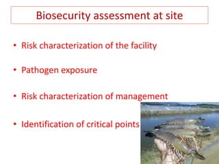 Biosecurity assessment at site
• Risk characterization of the facility
• Pathogen exposure
• Risk characterization of management
• Identification of critical points
 