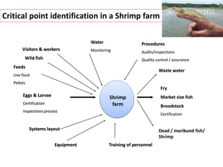 Hatchery
Systems layout
Equipment Training of personnel
Dead / moribund fish/
Shrimp
Waste water
Procedures
Audits/inspections
Quality control / assurance
Water
Monitoring
Visitors & workers
Wild fish
Feeds
Live food
Pellets
Eggs & Larvae
Certification
Inspections process
Fry
Market size fish
Broodstock
Certification
Visitors & workers
Wild fish
Feeds
Live food
Pellets
Visitors & workers
Wild fish
Eggs & Larvae
Certification
Inspections process
Feeds
Live food
Pellets
Visitors & workers
Wild fish
Systems layout
Eggs & Larvae
Certification
Inspections process
Feeds
Live food
Pellets
Visitors & workers
Wild fish
Equipment
Systems layout
Eggs & Larvae
Certification
Inspections process
Feeds
Live food
Pellets
Visitors & workers
Wild fish
Training of personnel
Equipment
Systems layout
Eggs & Larvae
Certification
Inspections process
Feeds
Live food
Pellets
Visitors & workers
Dead / moribund
Training of personnel
Equipment
Systems layout
Eggs & Larvae
Certification
Inspections process
Visitors & workers
Fry
Market size fish
Broodstock
Certification
Visitors & workers
Fry
Market size fish
Broodstock
Certification
Visitors & workers
Fry
Market size fish
Broodstock
Certification
Eggs & Larvae
Certification
Inspections process
Systems layout
Eggs & Larvae
Certification
Inspections process
Equipment
Systems layout
Eggs & Larvae
Certification
Inspections process
Training of personnel
Equipment
Systems layout
Eggs & Larvae
Certification
Inspections process
Waste water
Training of personnel
Equipment
Systems layout
Eggs & Larvae
Certification
Inspections process
Procedures
Audits/inspections
Quality control / assurance
Waste water
Training of personnel
Equipment
Systems layout
Eggs & Larvae
Certification
Inspections process
Water
Monitoring
Procedures
Audits/inspections
Quality control / assurance
Waste water
Training of personnel
Equipment
Systems layout
Eggs & Larvae
Certification
Inspections process
Hatchery
Water
Monitoring
Procedures
Audits/inspections
Quality control / assurance
Waste water
Training of personnel
Equipment
Systems layout
Eggs & Larvae
Certification
Inspections process
Shrimp
farm
Water
Monitoring
Procedures
Audits/inspections
Quality control / assurance
Training of personnel
Equipment
Systems layout
Critical point identification in a Shrimp farm
 