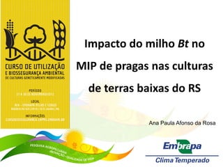 Impacto do milho Bt no
MIP de pragas nas culturas
  de terras baixas do RS

             Ana Paula Afonso da Rosa
 