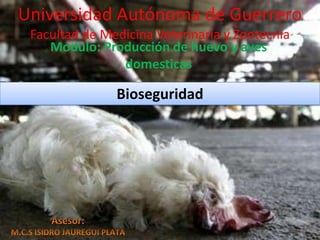 Universidad Autónoma de Guerrero
Facultad de Medicina Veterinaria y Zootecnia
Modulo: Producción de huevo y aves
domesticas
Bioseguridad
 
