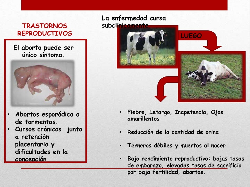 Leptospirosis Bovina