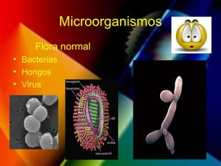 Microorganismos
Flora normal
• Bacterias
• Hongos
• Virus
 