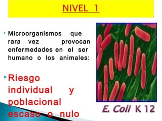  Microorganismos que
rara vez provocan
enfermedades en el ser
humano o los animales:
Riesgo
individual y
poblacional
escaso o nulo
 