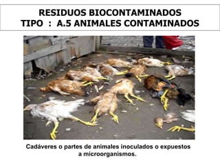 RESIDUOS BIOCONTAMINADOS TIPO  :  A.5 ANIMALES CONTAMINADOS Cadáveres o partes de animales inoculados o expuestos a microorganismos.  