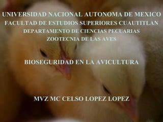 UNIVERSIDAD NACIONAL AUTONOMA DE MEXICO
FACULTAD DE ESTUDIOS SUPERIORES CUAUTITLAN
     DEPARTAMENTO DE CIENCIAS PECUARIAS
           ZOOTECNIA DE LAS AVES



     BIOSEGURIDAD EN LA AVICULTURA




        MVZ MC CELSO LOPEZ LOPEZ
 