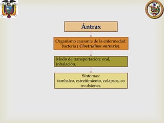Ántrax
Organismo causante de la enfermedad:
bacteria ( Clostridium antraxis).
Modo de transportación: oral,
inhalación.
Síntomas:
tambaleo, estreñimiento, colapsos, co
nvulsiones.

 