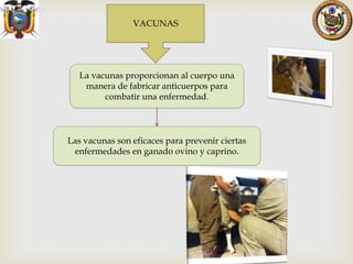 VACUNAS

La vacunas proporcionan al cuerpo una
manera de fabricar anticuerpos para
combatir una enfermedad.

Las vacunas son eficaces para prevenir ciertas
enfermedades en ganado ovino y caprino.

 