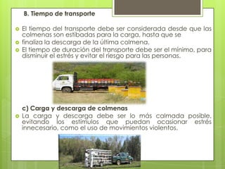B. Tiempo de transporte






El tiempo del transporte debe ser considerada desde que las
colmenas son estibadas para la carga, hasta que se
finaliza la descarga de la última colmena.
El tiempo de duración del transporte debe ser el mínimo, para
disminuir el estrés y evitar el riesgo para las personas.

c) Carga y descarga de colmenas
La carga y descarga debe ser lo más calmada posible,
evitando los estímulos que puedan ocasionar estrés
innecesario, como el uso de movimientos violentos.

 