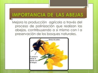 IMPORTANCIA DE LAS ABEJAS
Mejora la producción agrícola a través del
proceso de polinización que realizan las
abejas, contribuyendo a si mismo con l a
preservación de los bosques naturales.

 
